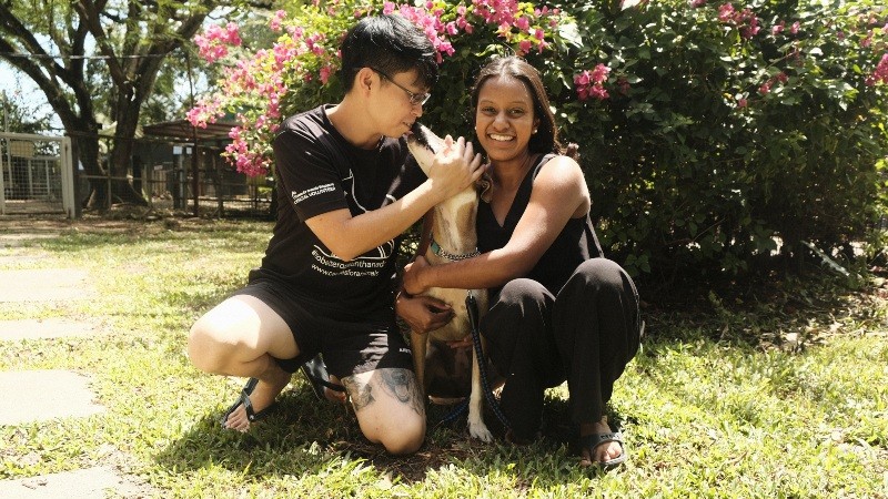 dog 16