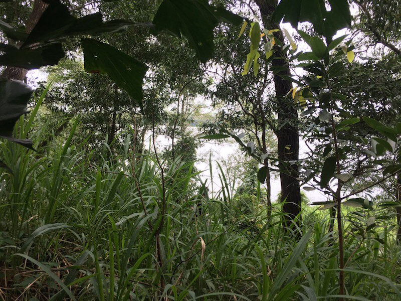 5. overgrown shrubs