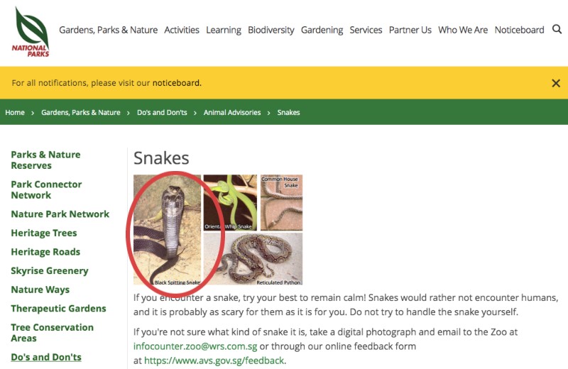 nparks snakes