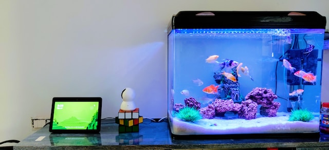 clear glass fish tank