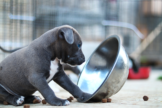 puppy eating